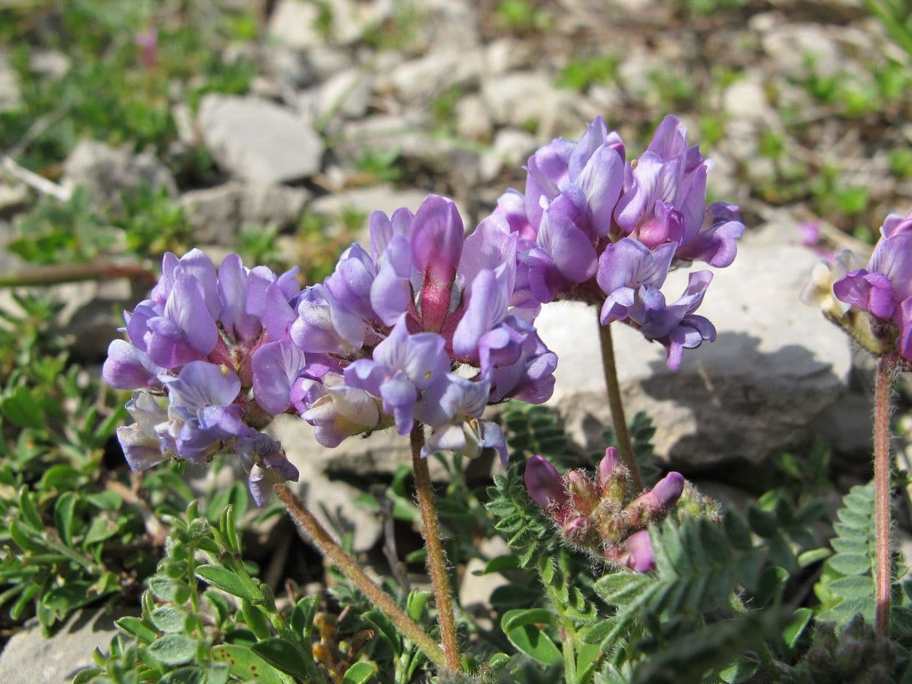 Falkenblume 2