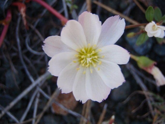 Gegenblatt-Lewisia 3