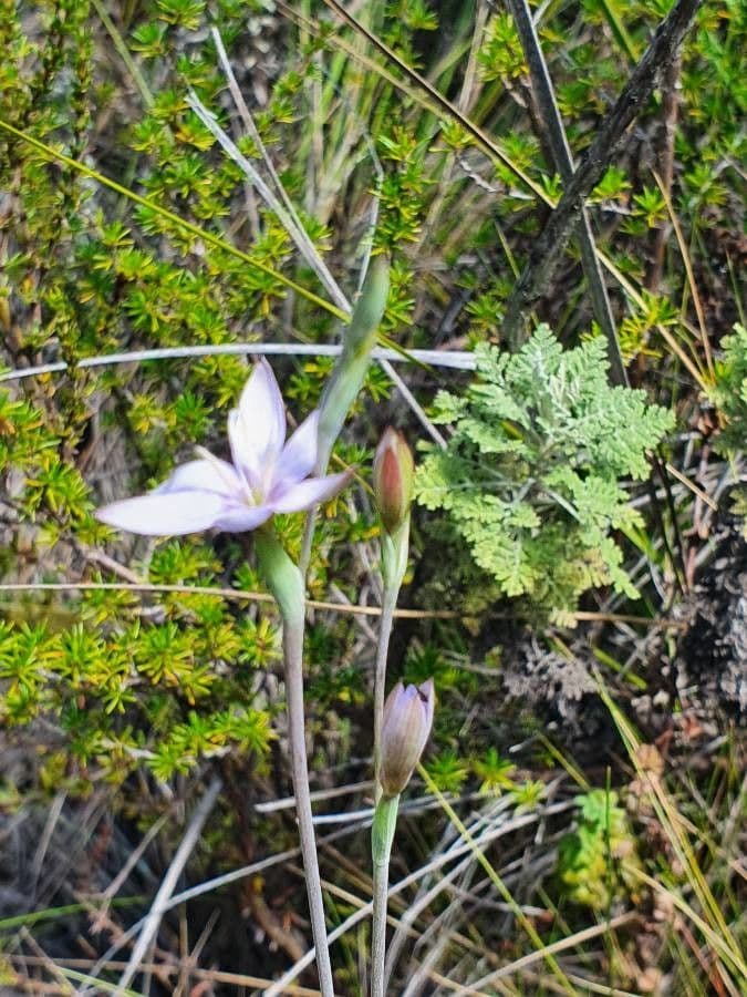 Hesperantha 7