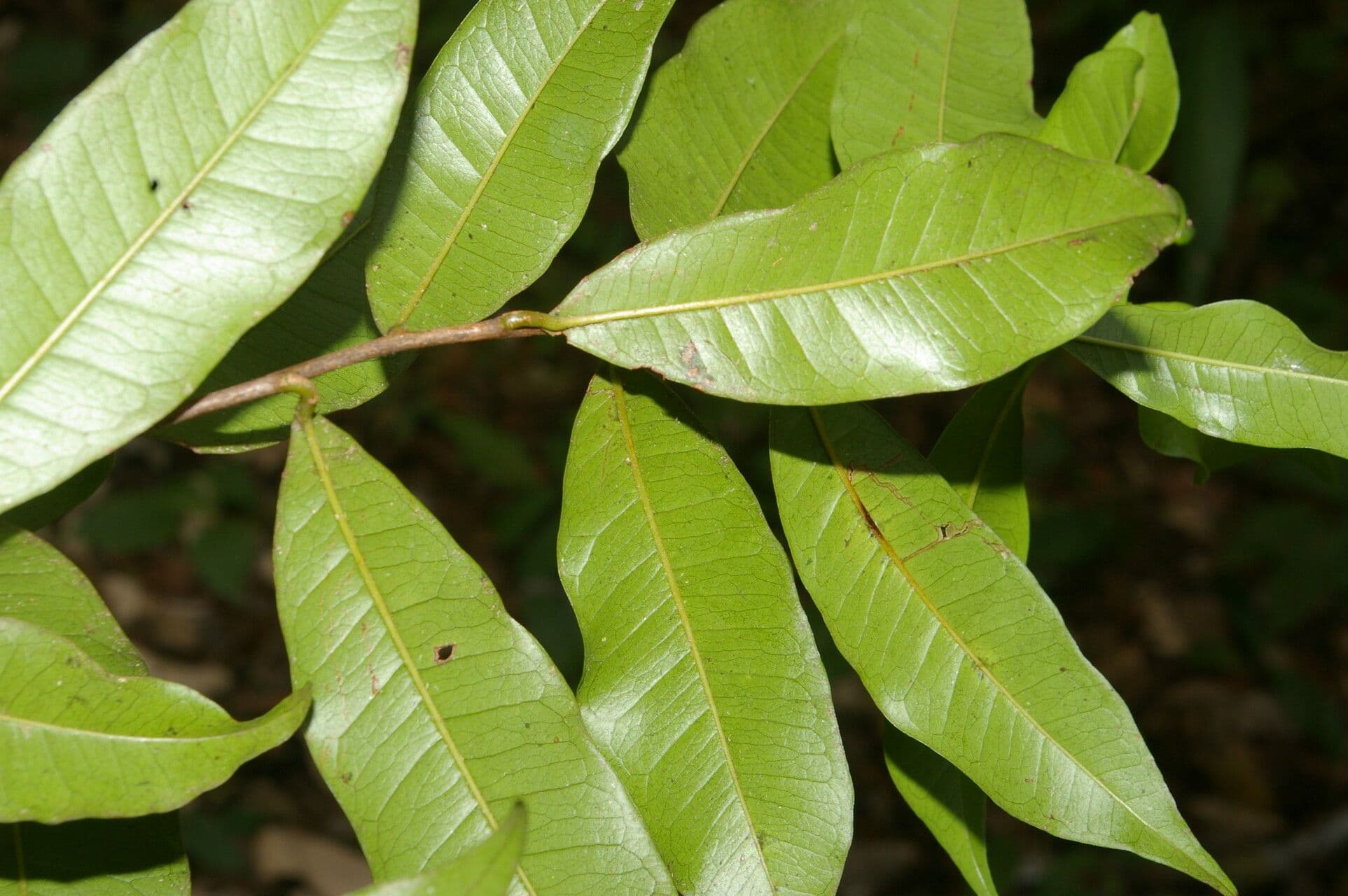Sideroxylon 2