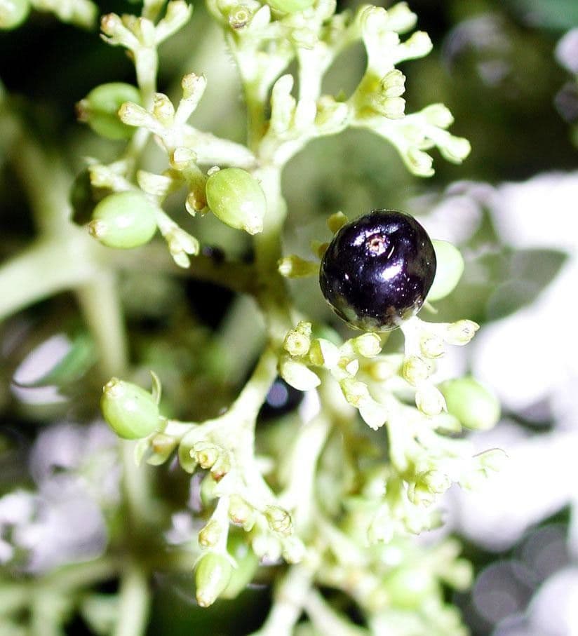 Palicourea 3