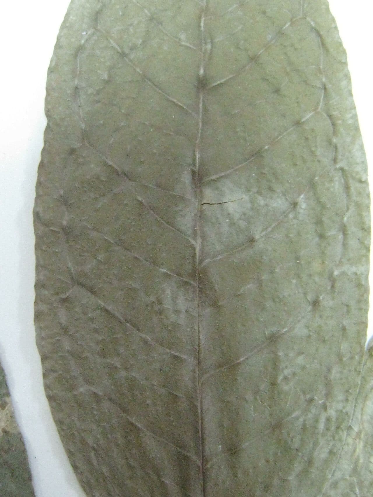 Eugenia 9