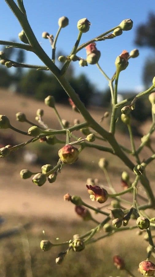 Scrofularia californica 4