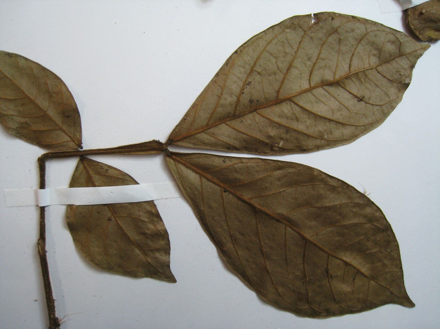 Inga 5