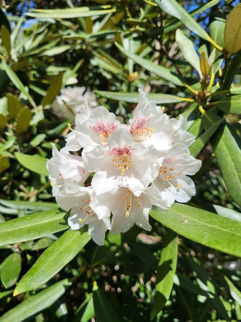 Rhododendron formosanum
