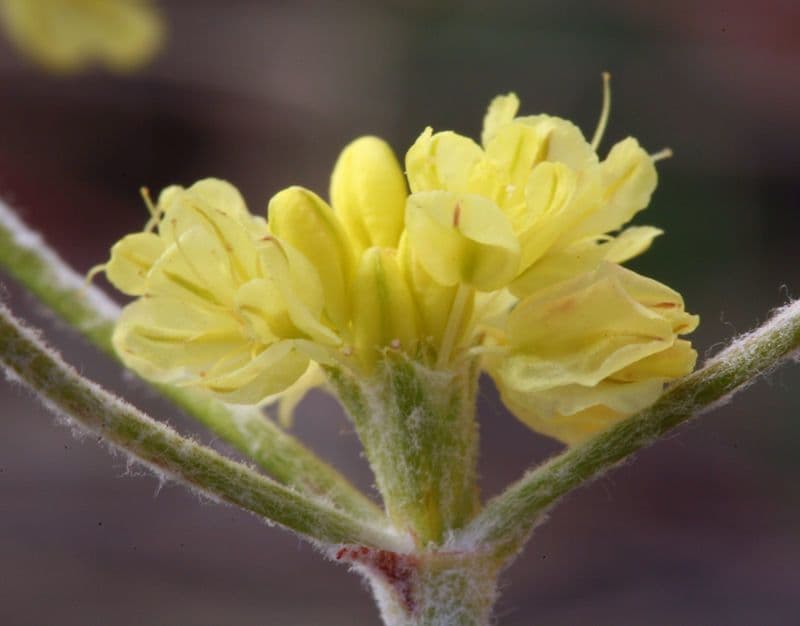 Blue mountain buckwheat