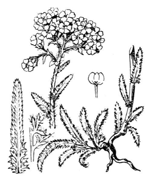Achillea tomentosa 20