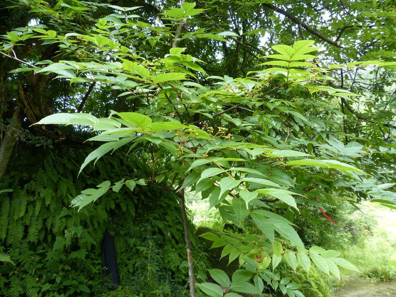 Albero amaro 3