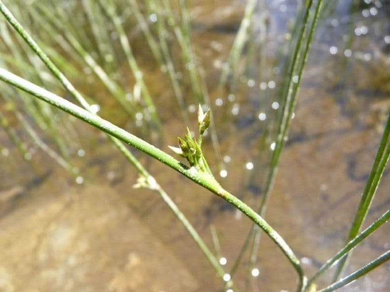 Giunco filiforme 21