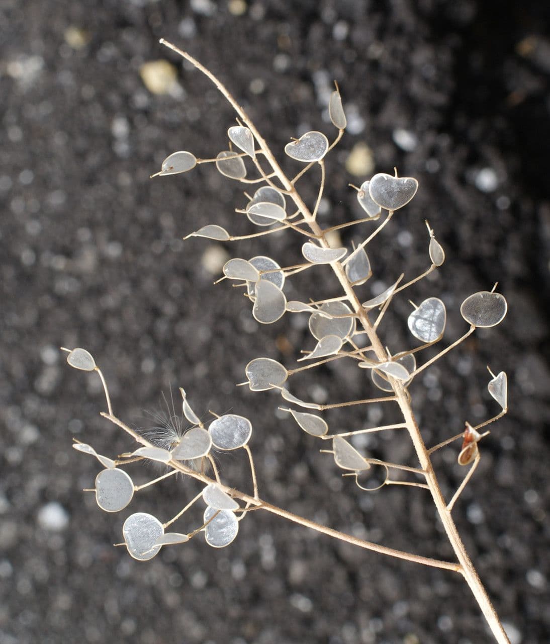 Aurinia saxatilis 28