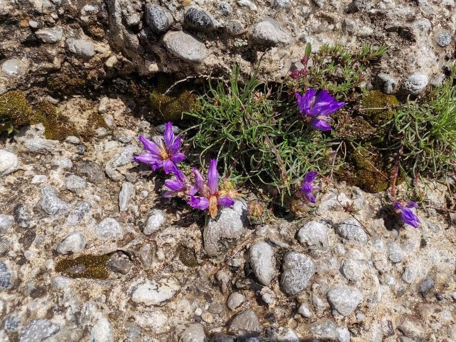 Edraianthus 2
