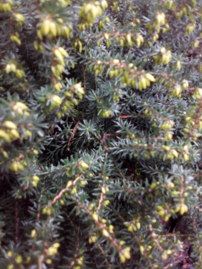 Cornwall-Heide 18