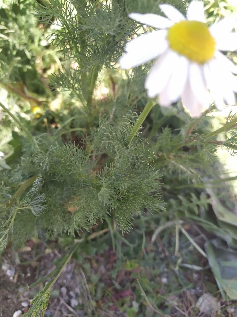 Camomilla romana 19
