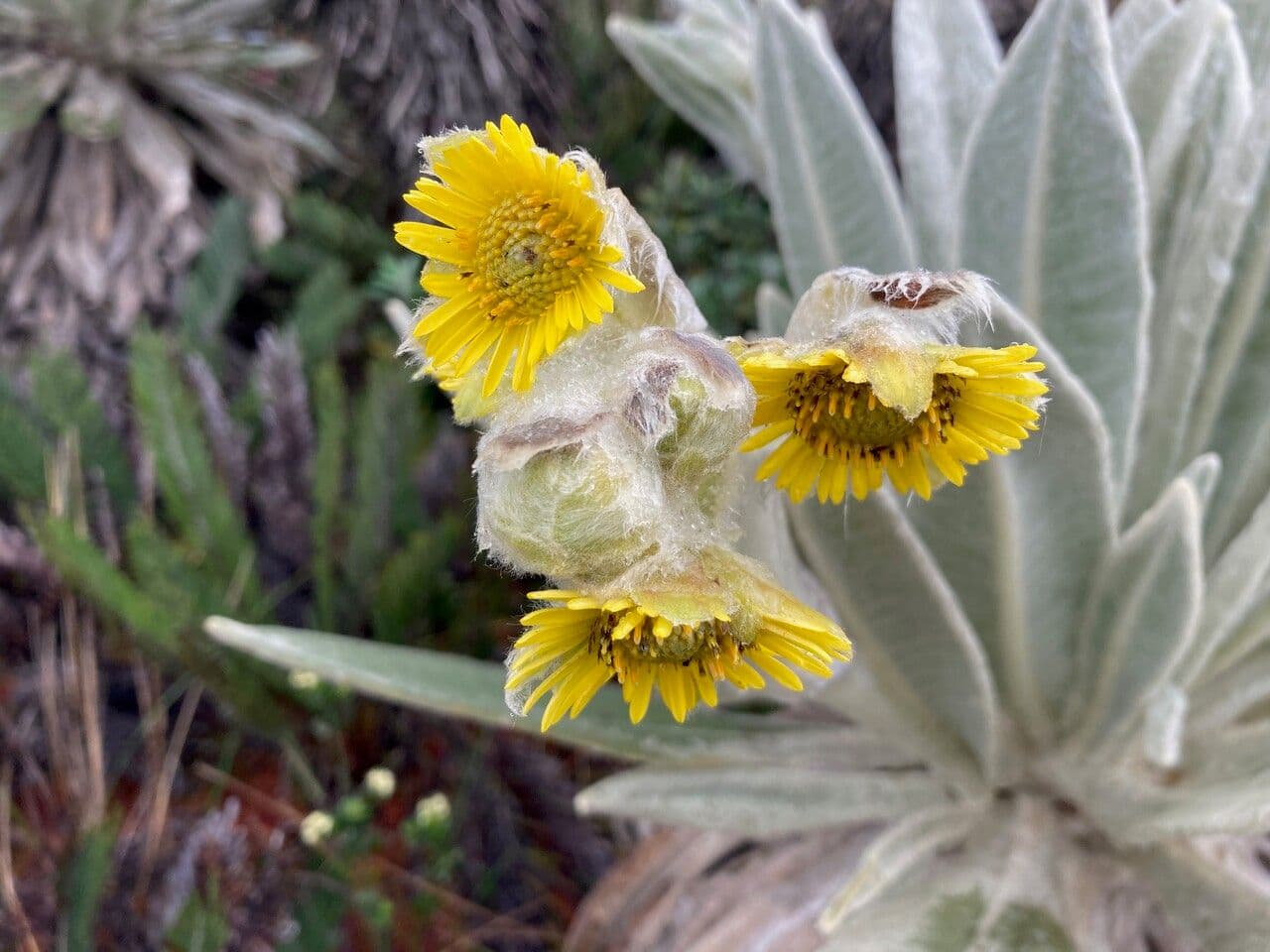Espeletia 4