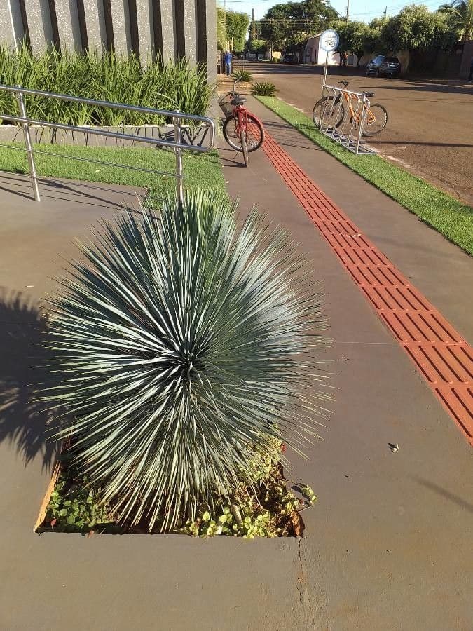 Yucca rostrata 23
