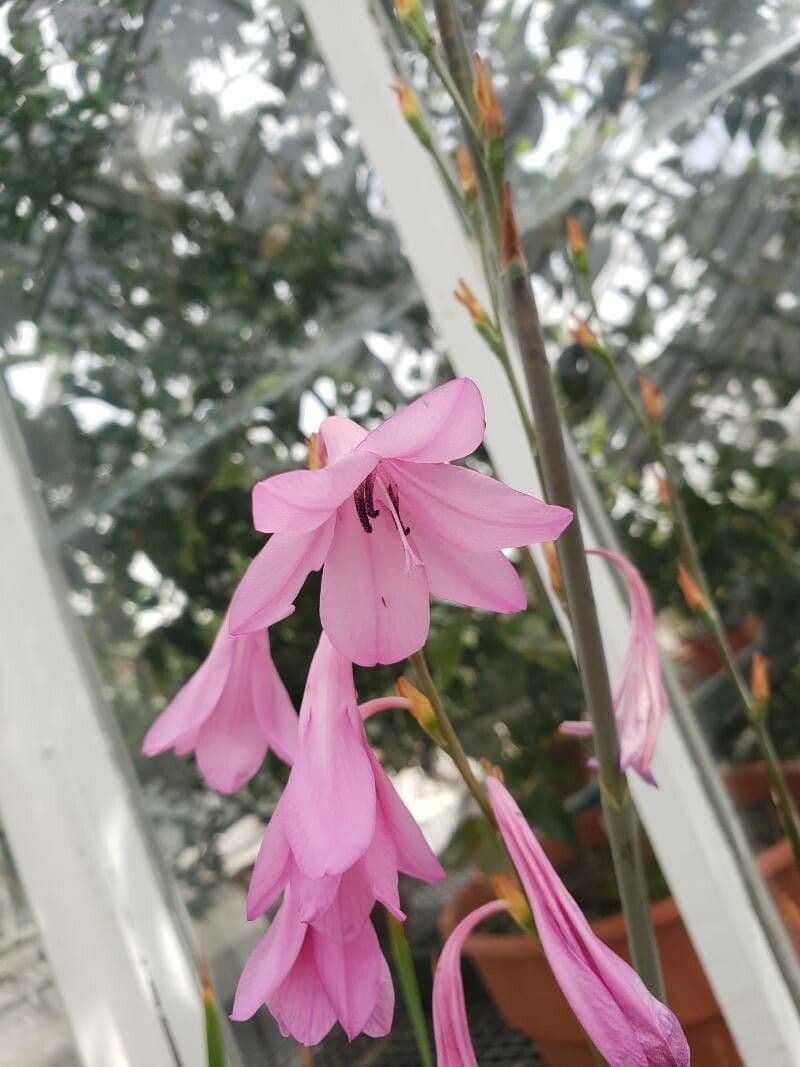Watsonia
