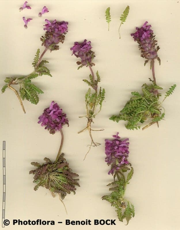 Pedicolare verticillata 25