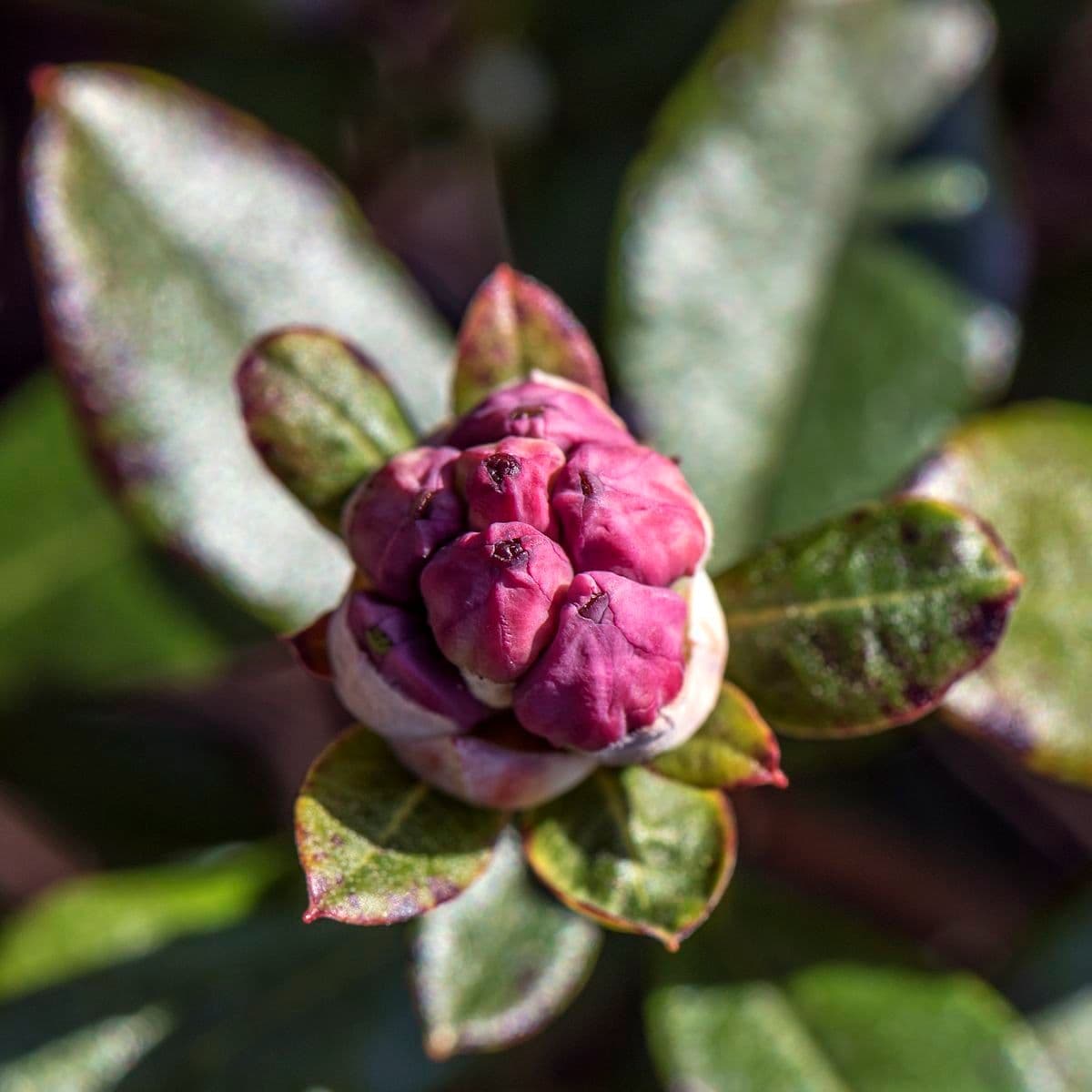 Rododendro