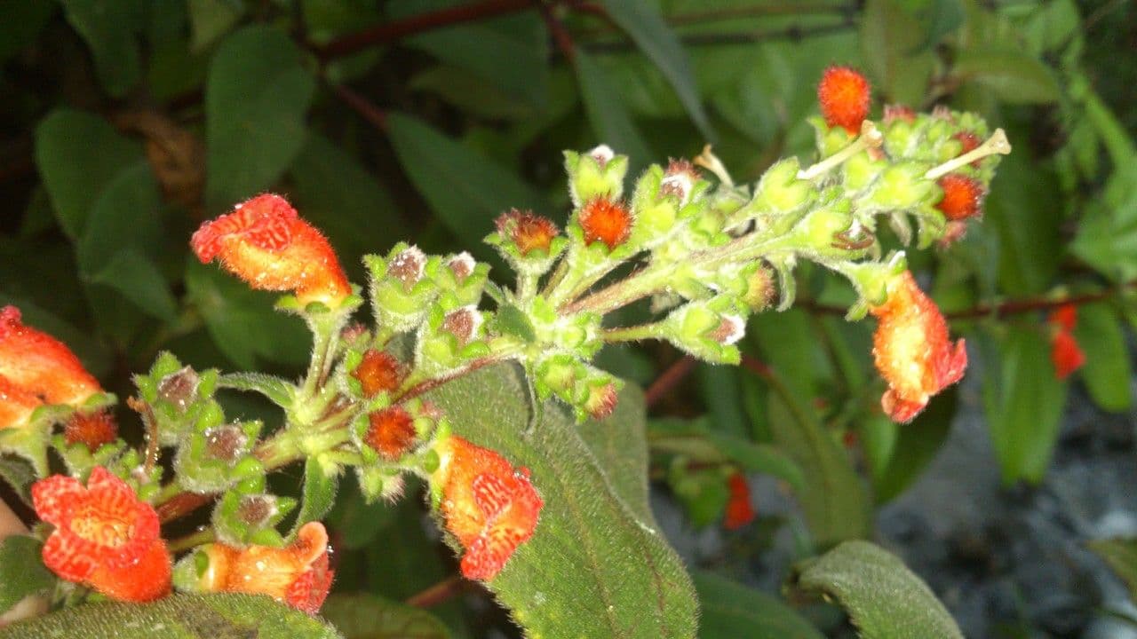 Kohleria spicata 8