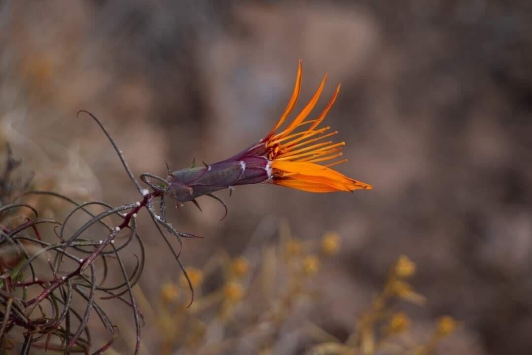 Mutisia
