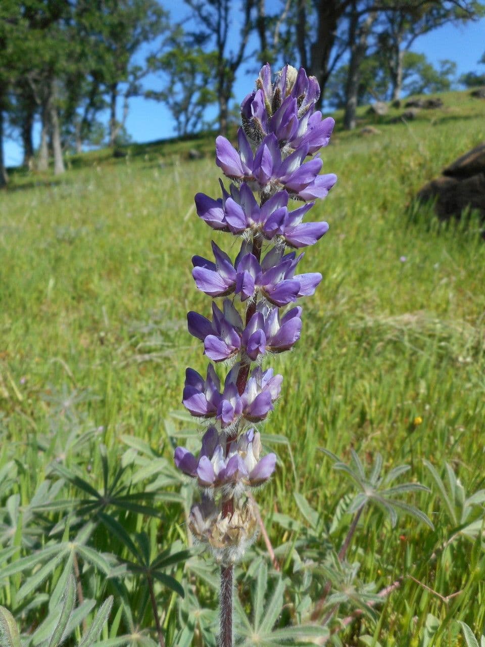 Dichtblütige Lupine 3