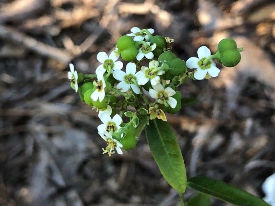 Euforbia corolla