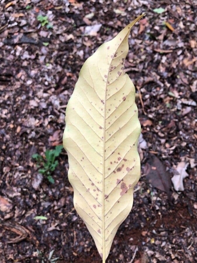 Magnolia champaca 18