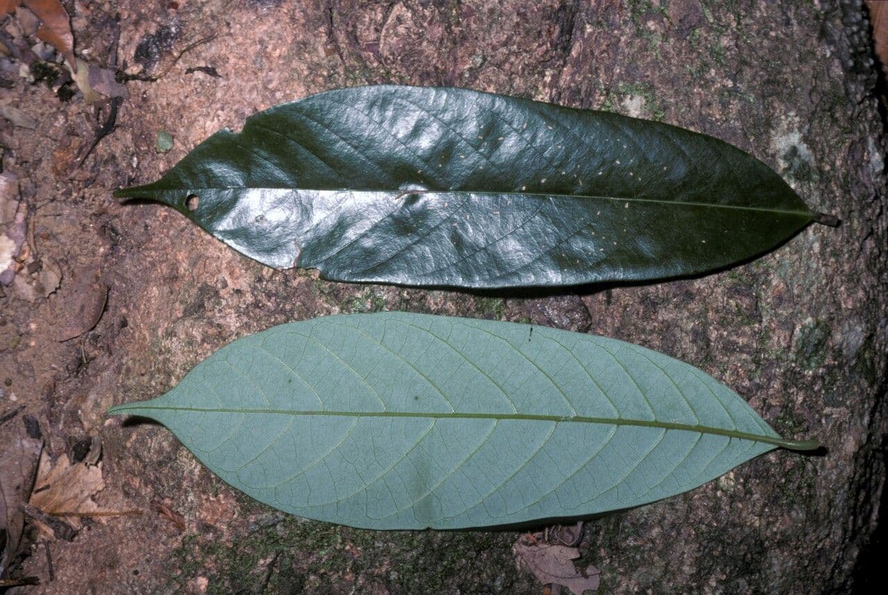 Cryptocarya