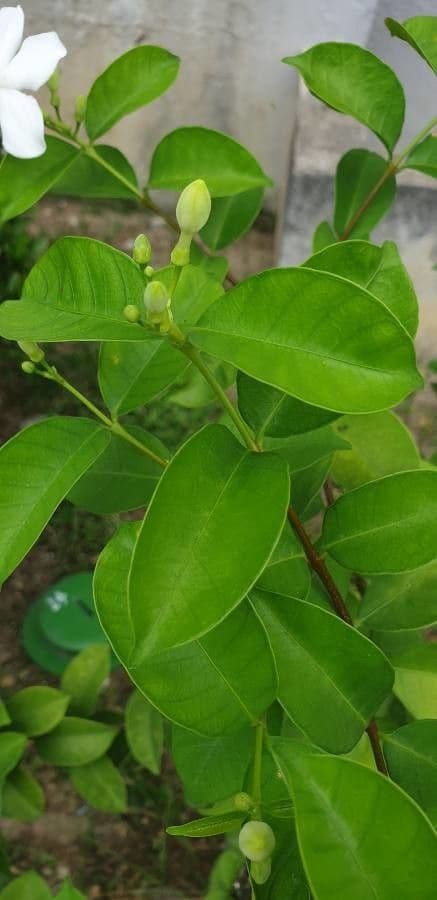 Großblütiger Jasmin 18