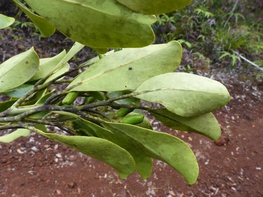 Gastrolepis 5