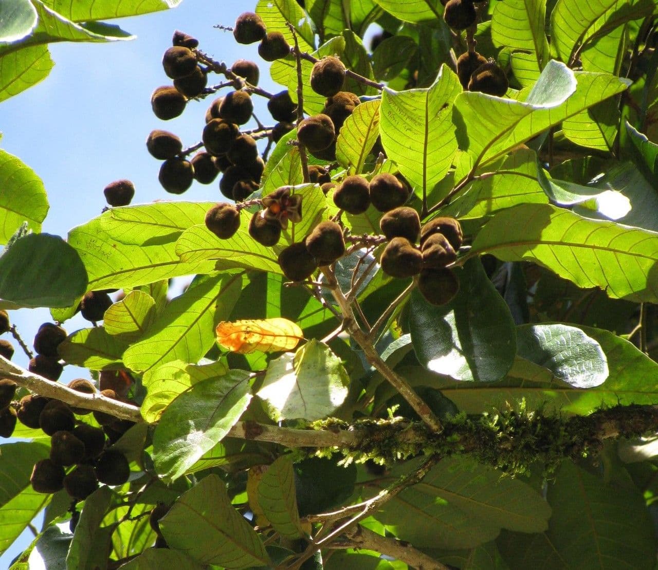 Cupania americká 16
