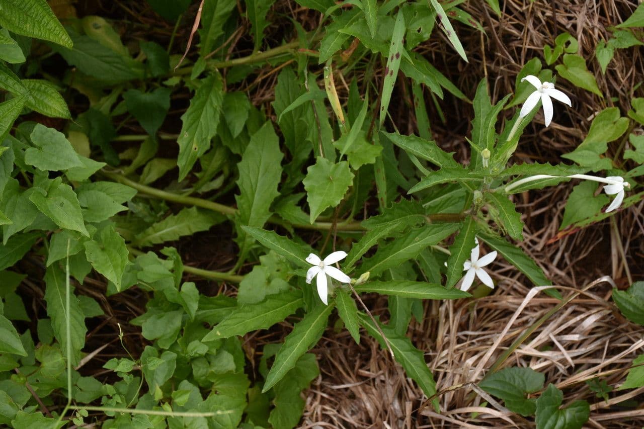 Hippobroma longiflora 10