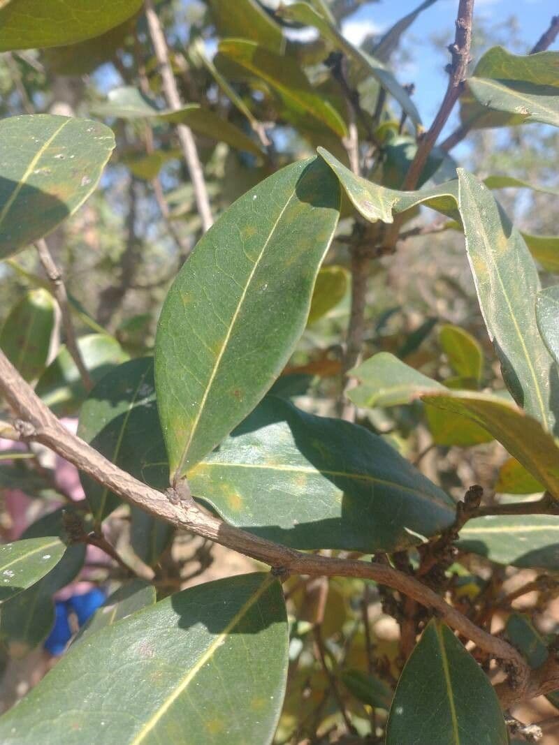 Myrcianthes 3