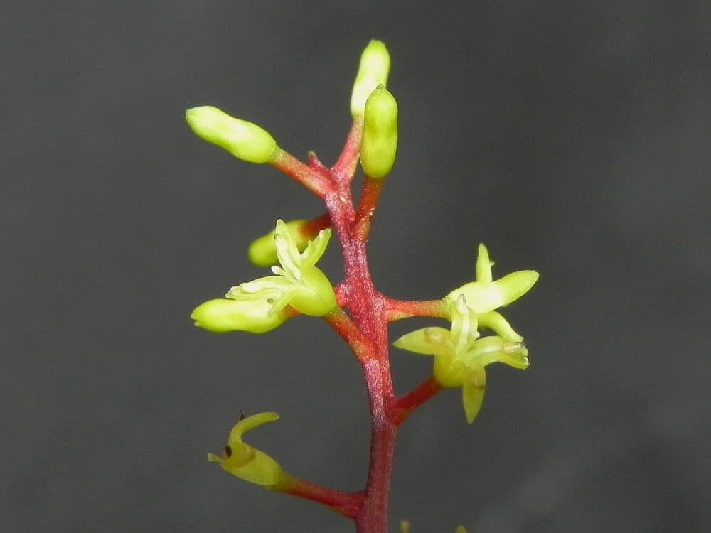 Beauprea 5