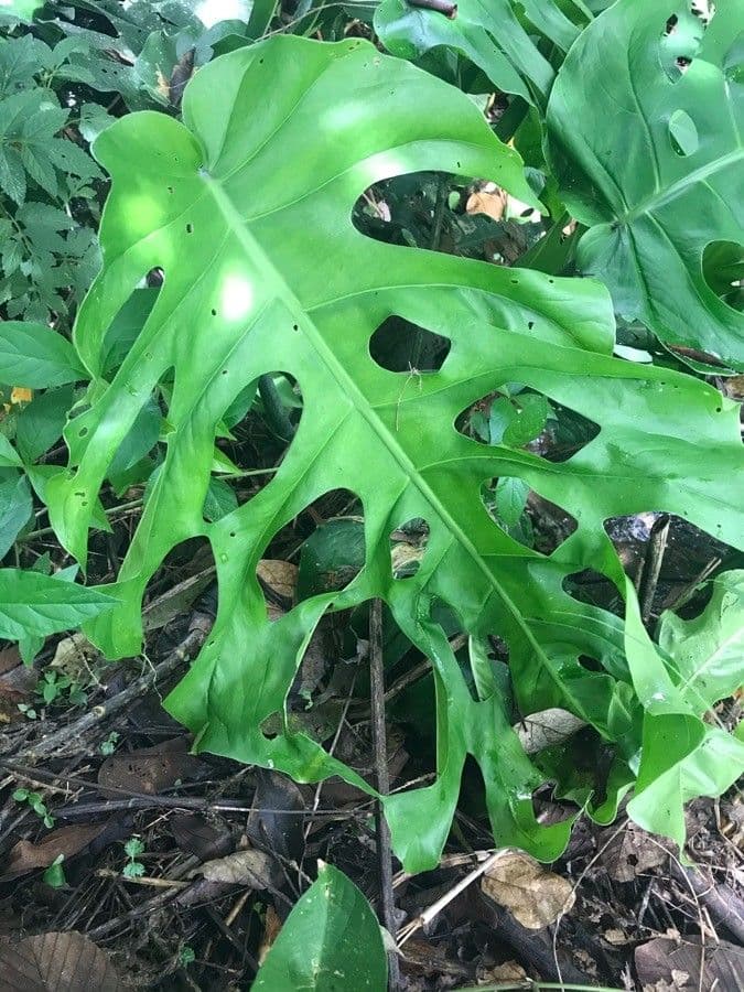 Monstera 4
