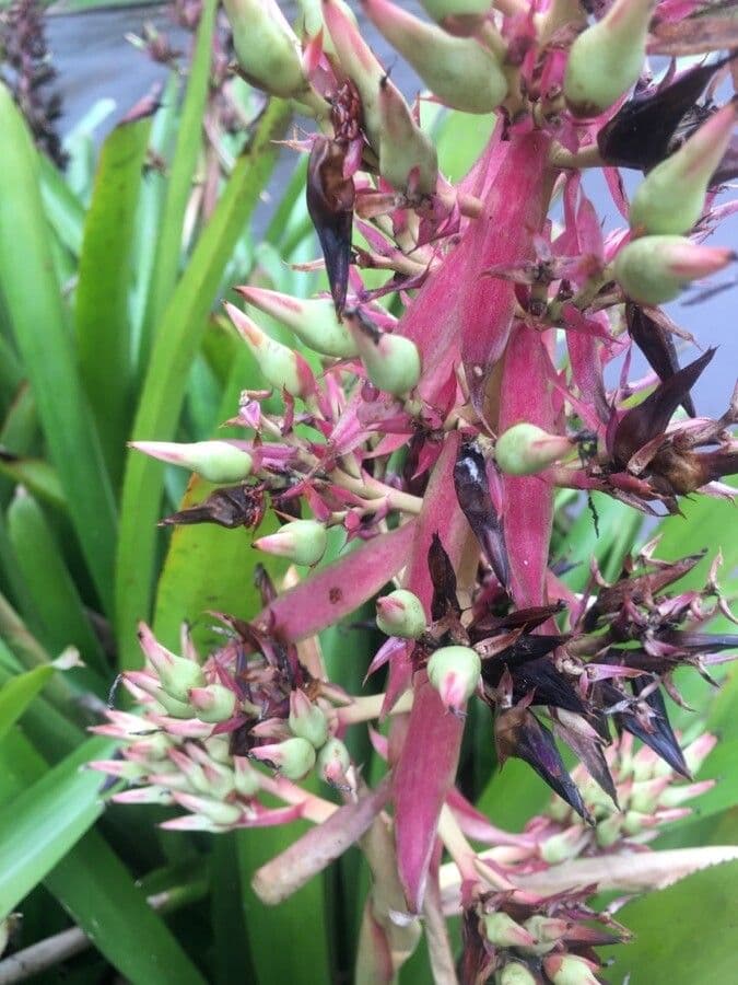 Guzmania 7