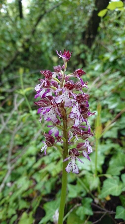Orchide maggiore 7