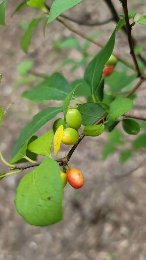 Lindera benzoin 5