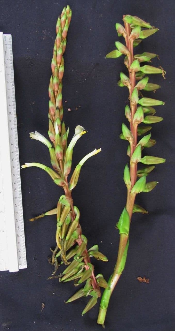 Pitcairnia 9