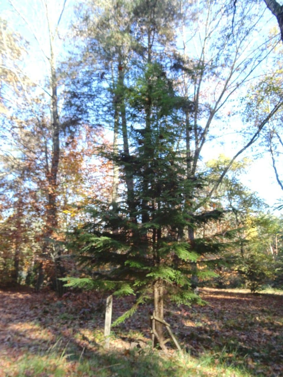Tsuga occidentale 14