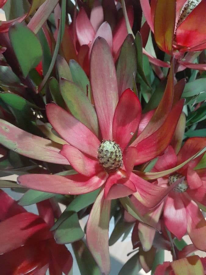 Leucadendron 5