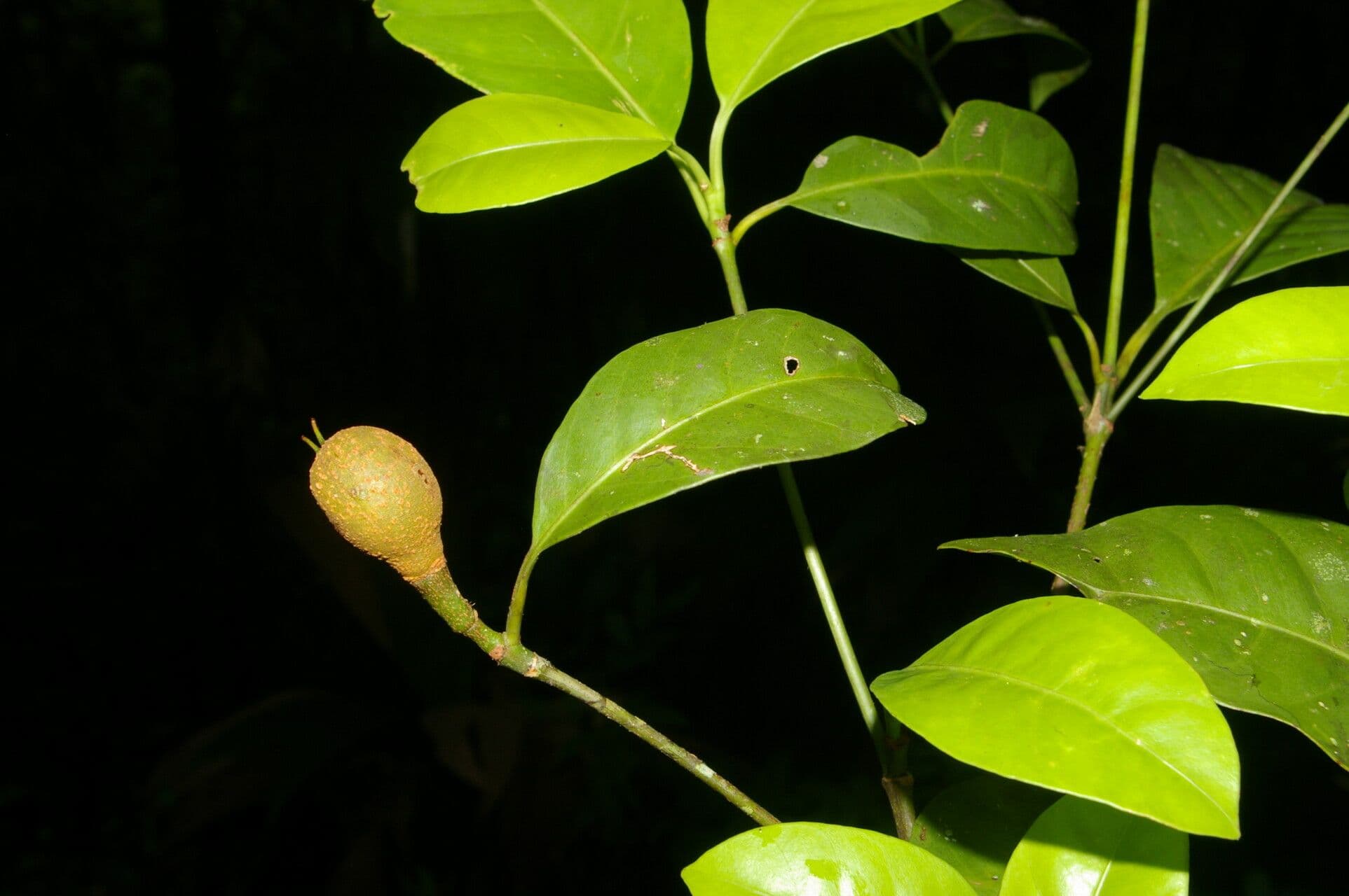 Tovomita stylosa