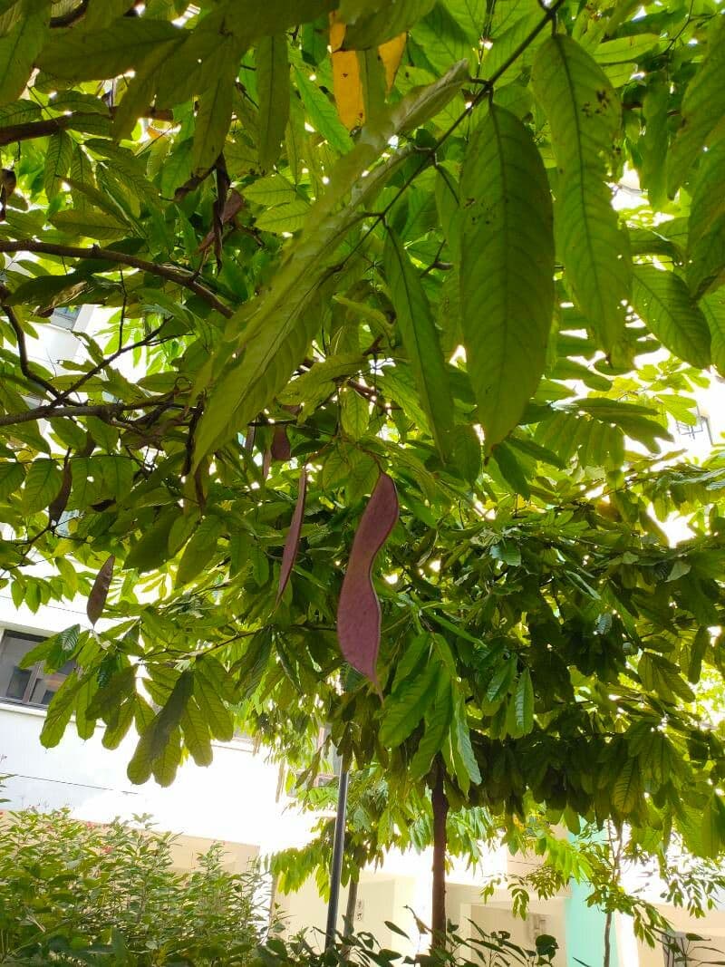 Saraca indica