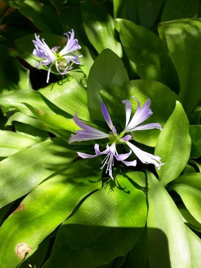 Griffinia 4