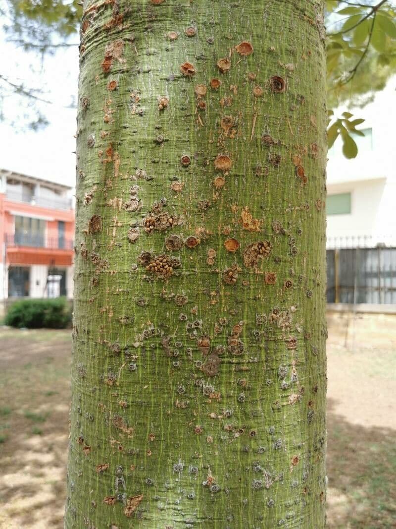 Ippocastano giallo 22