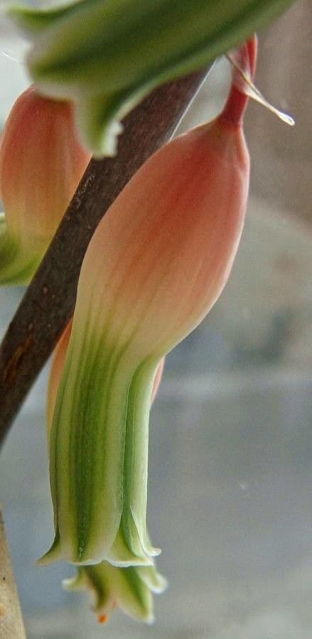 Gasteria 4