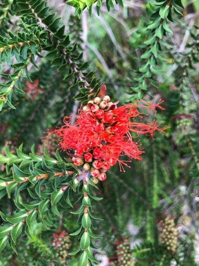 Kunzea Baxtera 6
