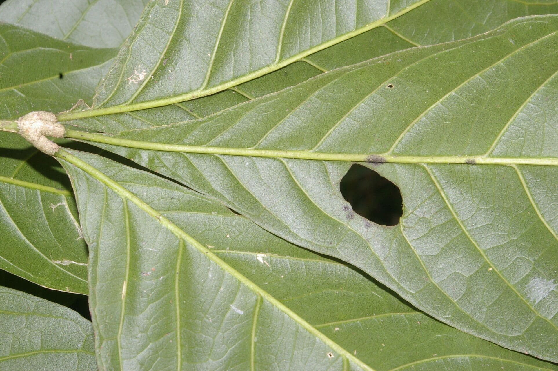 Angostura 11