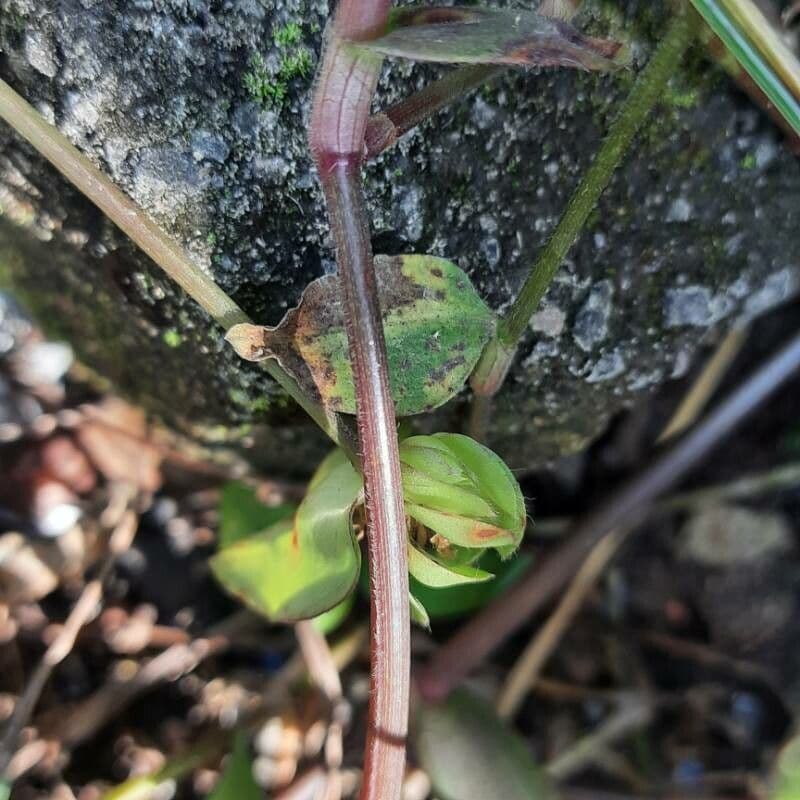 Cyanotis axillaris 8