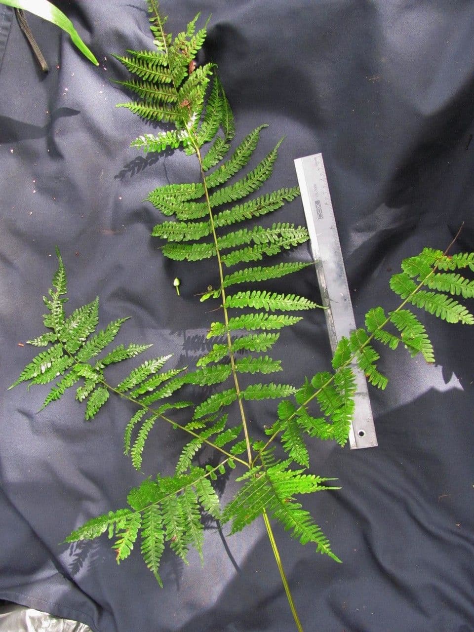 Pteris muricella